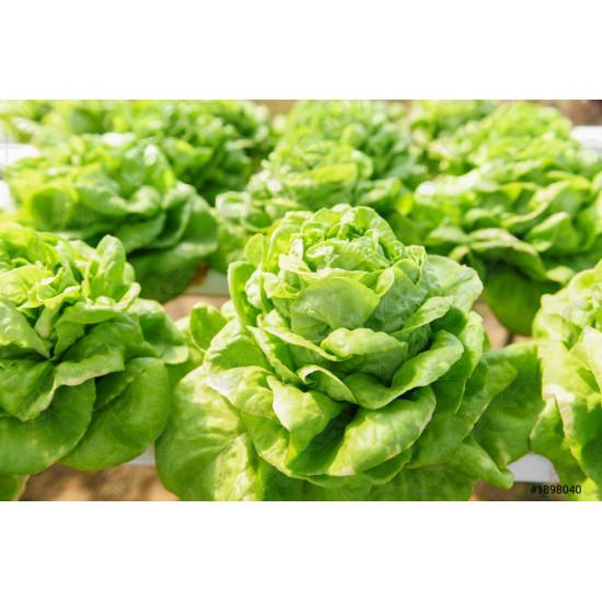 Green Lettuce Butterhead Seedling(10 Sampling )