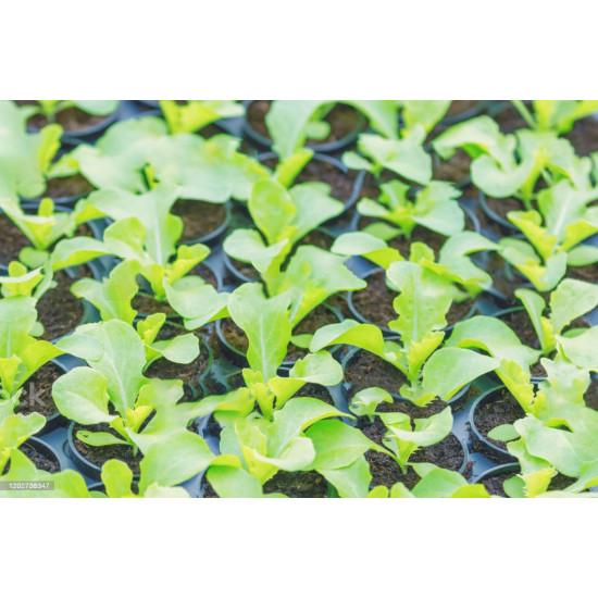 Green Lettuce Butterhead Seedling(10 Sampling )