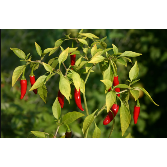 Hot Pepper - SEEDLING ( 10 SAPLING )