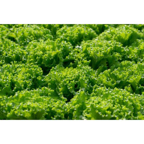 Lettuce Iceberg Seedling(10 Sampling )