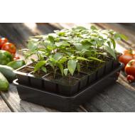 Jalapeno - SEEDLING ( 10 SAPLING )