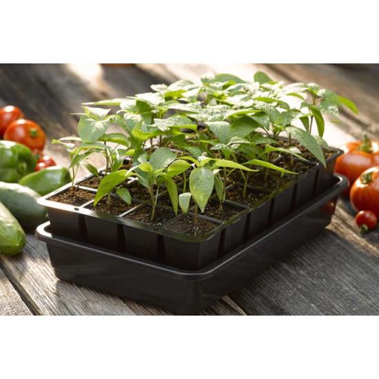 Jalapeno - SEEDLING ( 10 SAPLING )