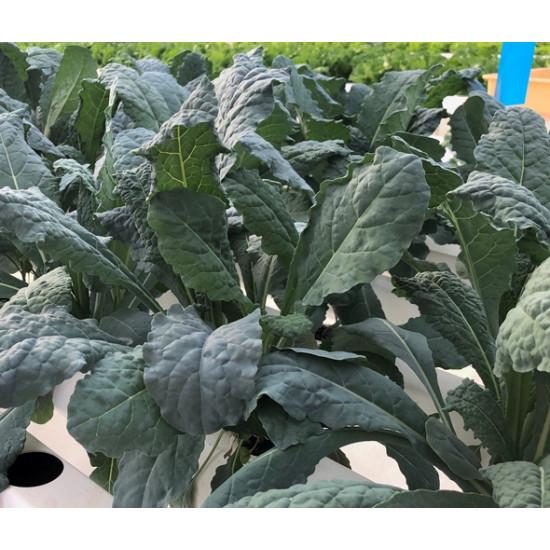 Lacinato Kale Seedling (10 Sampling )