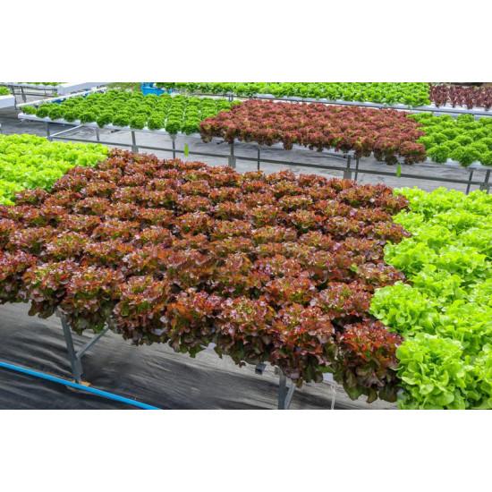 Lollo Rosso Red Leaf Lettuce Seedling (10 Sampling )