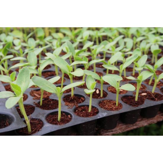 Long Brinjal  - seedling (10 sapling)