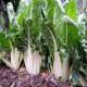 Lucullus Swiss Chard White Seedling(10 Sampling )