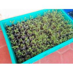 Lucullus Swiss Chard White Seedling(10 Sampling )