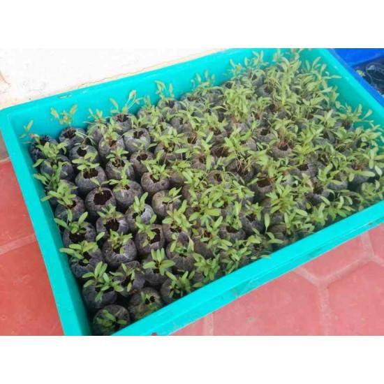 Lucullus Swiss Chard White Seedling(10 Sampling )