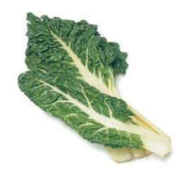 Lucullus Swiss Chard White Seedling(10 Sampling )