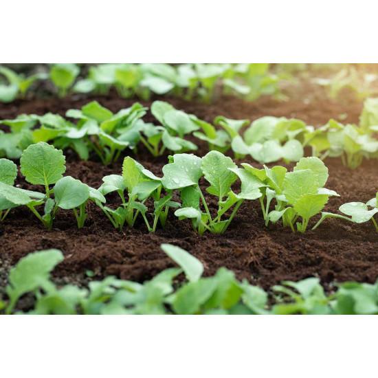 Radish - SEEDLING ( 10 SAPLING )