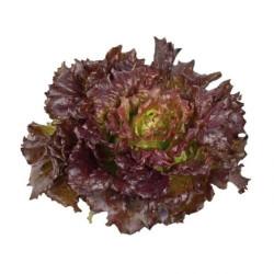 Red batavia Lettuce (10 Sapling )