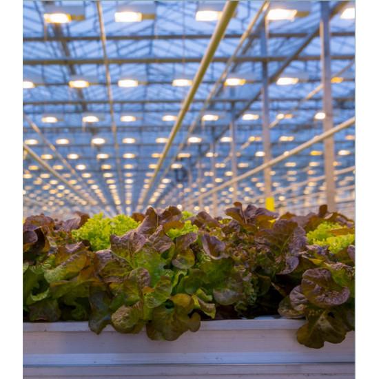 Red batavia Lettuce (10 Sapling )