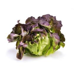 Red boston Lettuce  (10 Sapling )