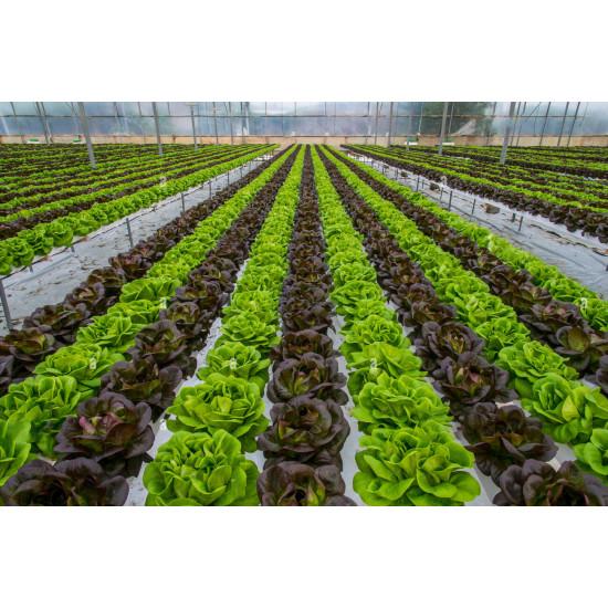 Red boston Lettuce  (10 Sapling )