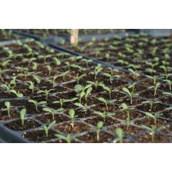 Red boston Lettuce  (10 Sapling )