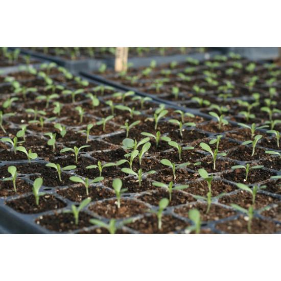 Red boston Lettuce  (10 Sapling )