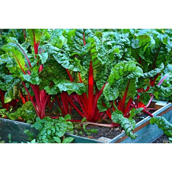 Rhubarb Chard Red Swiss Chard (10 Sapling )