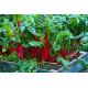 Rhubarb Chard Red Swiss Chard (10 Sapling )