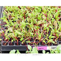 Rhubarb Chard Red Swiss Chard (10 Sapling )