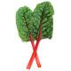 Rhubarb Chard Red Swiss Chard (10 Sapling )