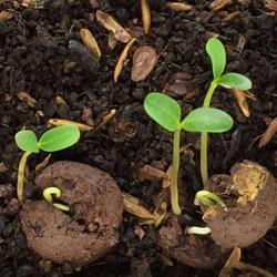 Ridge Gourd  - Seedling (10 sapling)