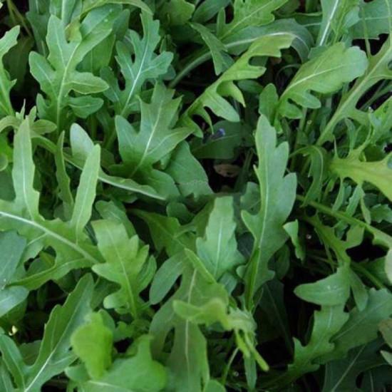Rocket arugula(10 Sapling)