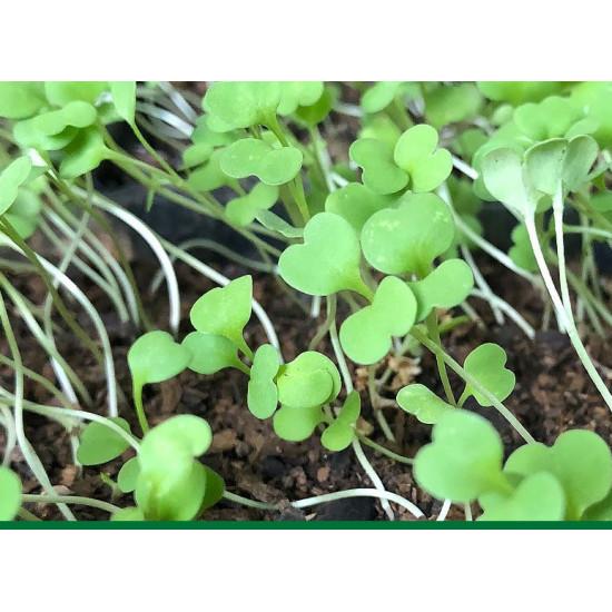Rocket arugula(10 Sapling)