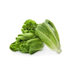 Romaine Lettuce Seedling (10 Sapling )