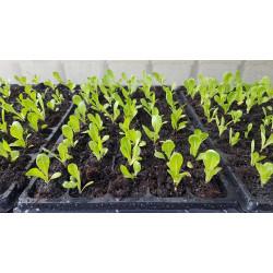 Romaine Lettuce Seedling (10 Sapling )