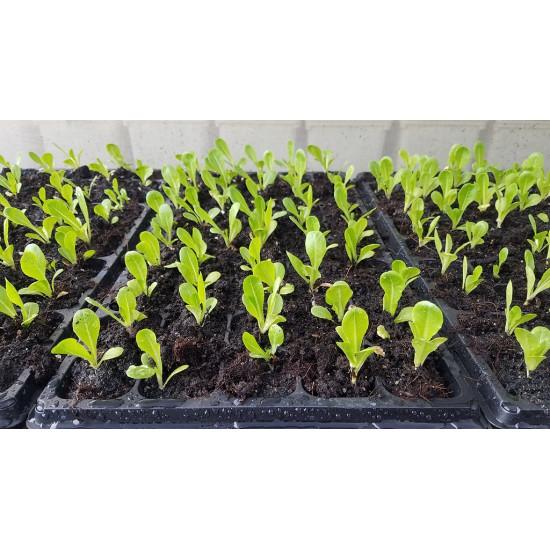 Romaine Lettuce Seedling (10 Sapling )