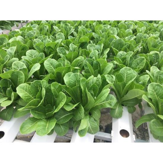 Romaine Lettuce Seedling (10 Sapling )