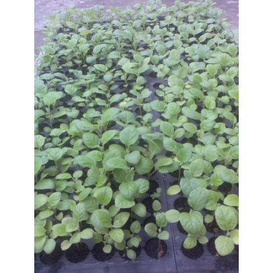 Round Brinjal - seedling (10 sapling)