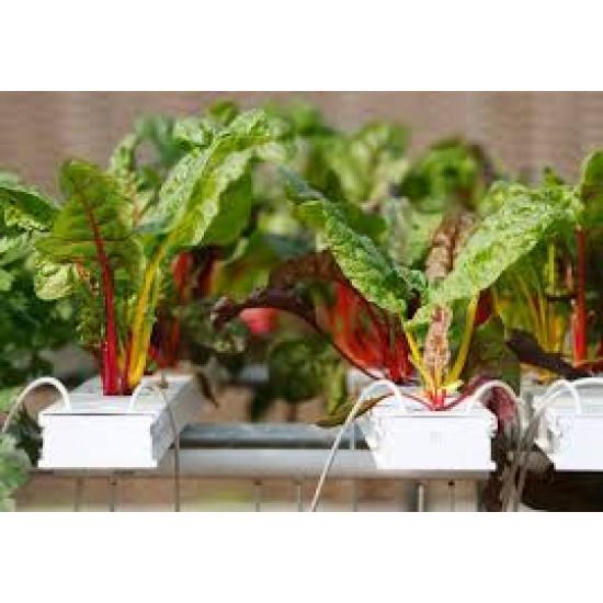 Ruby Red Swiss Chard Seedling (10 Sapling )
