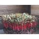 Ruby Red Swiss Chard Seedling (10 Sapling )