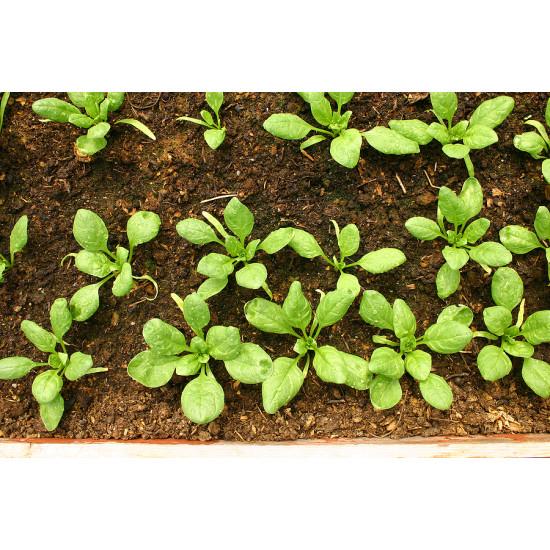 Smooth-Leaf Spinach Seedling (10 Sapling )