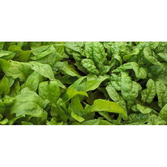 Smooth-Leaf Spinach Seedling (10 Sapling )