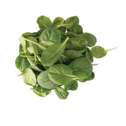 Tatsoi -  SEEDLING ( 10 SAPLING )