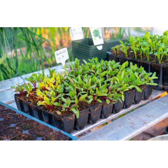 Beetroot  Seedling Starter Pack (10 Saplings)