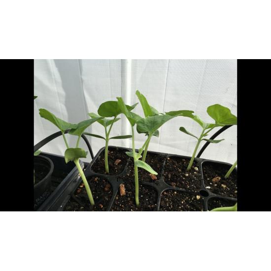 Bottle gourd - Seedling (10 Sapling)