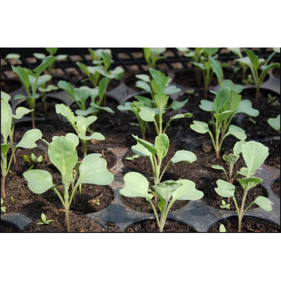 Broccoli - seedling (10 sapling)