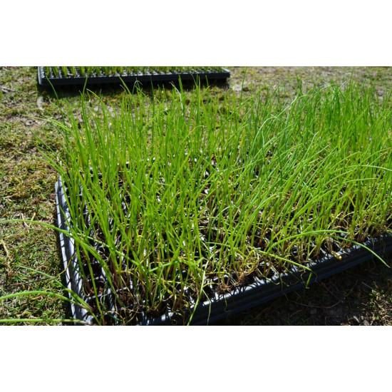 Bunching Onions Seedling (10 Sapling )