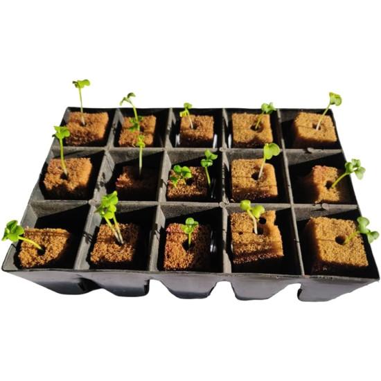 Carrot -  SEEDLING ( 10 SAPLING )