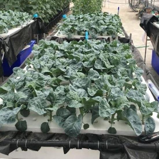 Chinese Kale Seedling (10 Sampling )