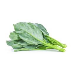 Chinese Kale Seedling (10 Sampling )