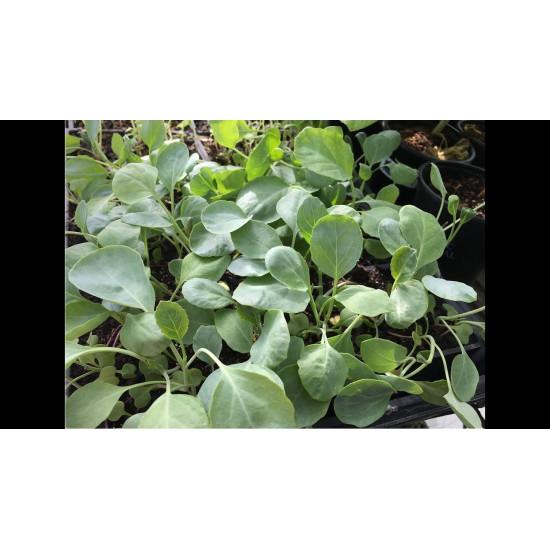 Chinese Kale Seedling (10 Sampling )