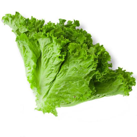 LEAF LETTUCE Leafy greens Seedling(10 Sampling )
