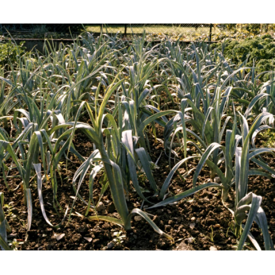 Leek - seedling (10 sapling)