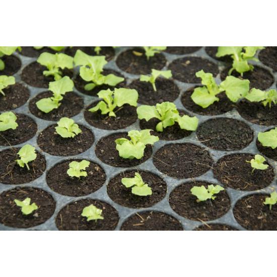 LEAF LETTUCE Leafy greens Seedling(10 Sampling )