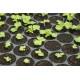 LEAF LETTUCE Leafy greens Seedling(10 Sampling )