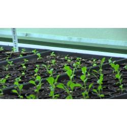 LEAF LETTUCE Leafy greens Seedling(10 Sampling )